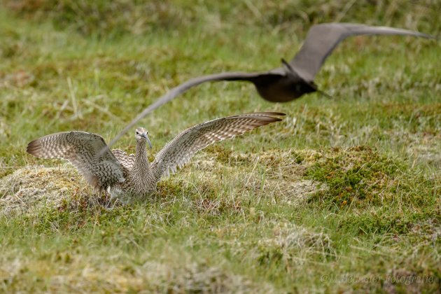 Wulp in verdediging