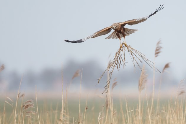 Bruine Kiekendief