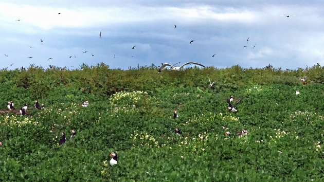 Alarm op Inner Farne!