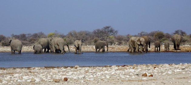 Afscheid van Etosha