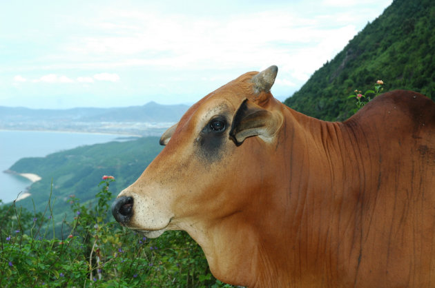 Koe in bergpas