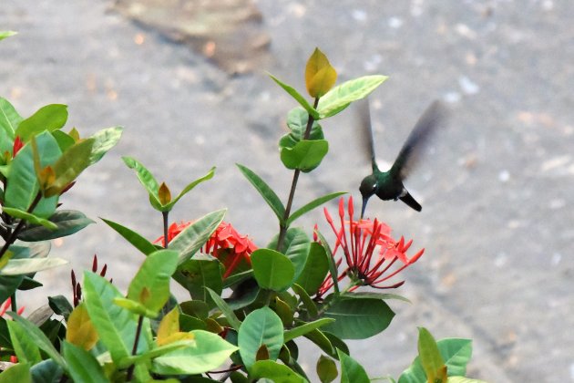 Kolibrie in Santiago de Cuba