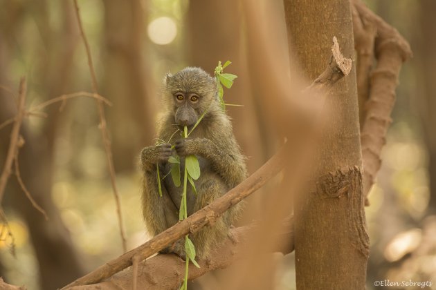 Manyara