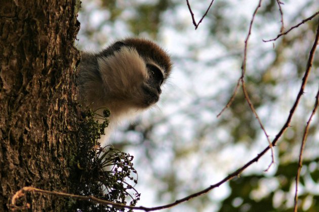 Groene vervet aap