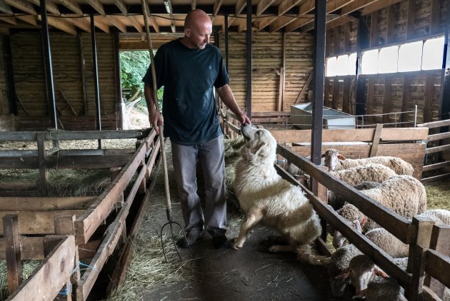 De bergen in met een schaapherder en zijn patou