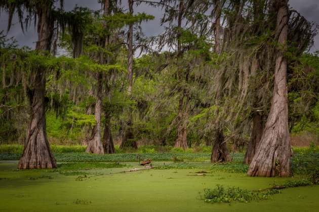 Lake Martin