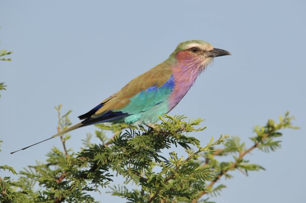 Lilac-breasted Roller