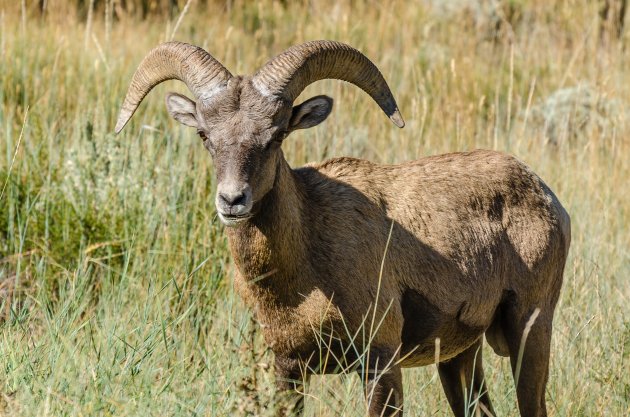 Big Horn Sheep