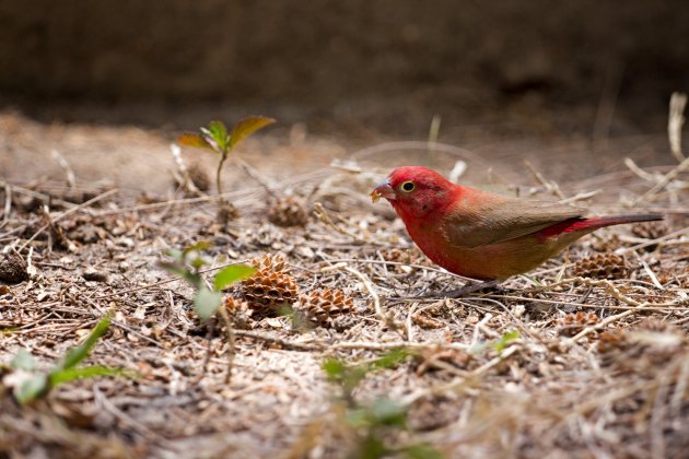 Vuurvink