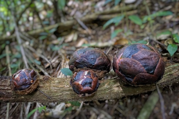 Rafflesia arnoldii in knop