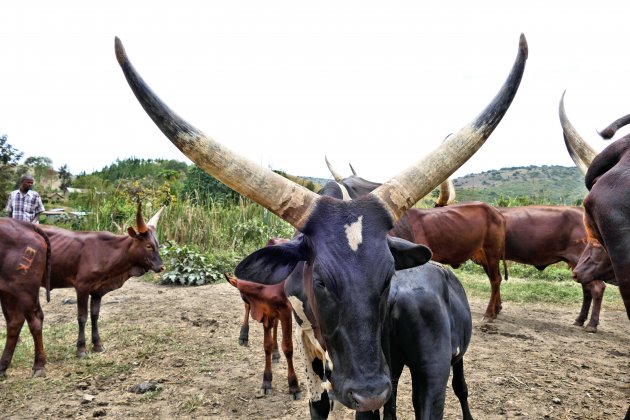 Ankole koe