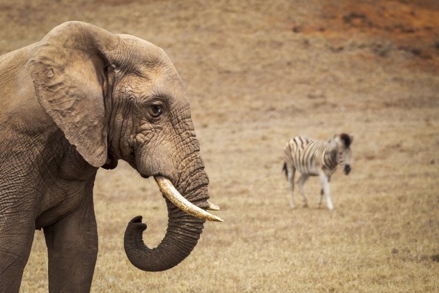 Addo Elephant N.P.