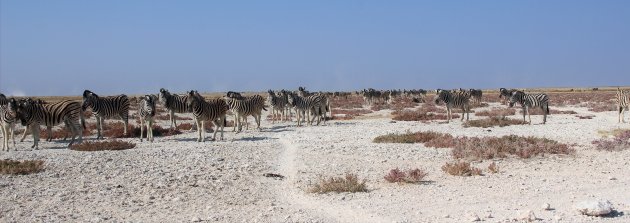 De dag van de grote kuddes