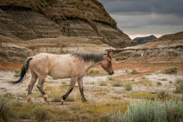 Mustang