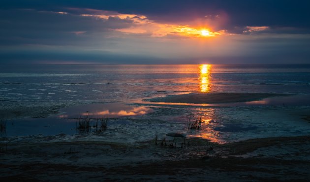 Bloeddorstige insecten aan de kust