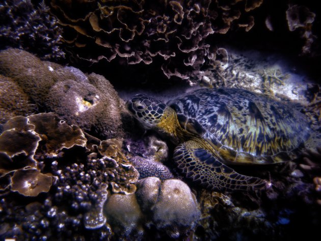 Schildpadden in allerlei soorten