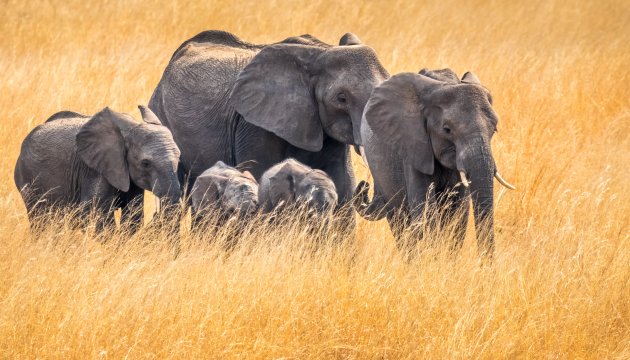 Familie-uitje in het gras