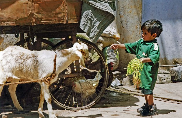 De geit voeren in Tamil Nadu