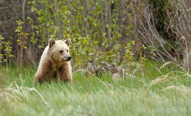 Blonde Grizzly.