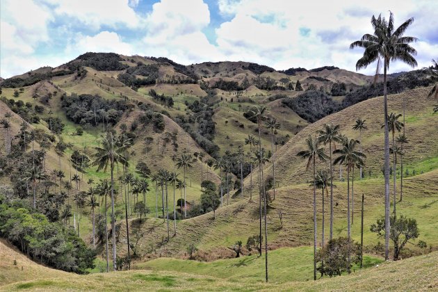 Bosque de Palma de Cera