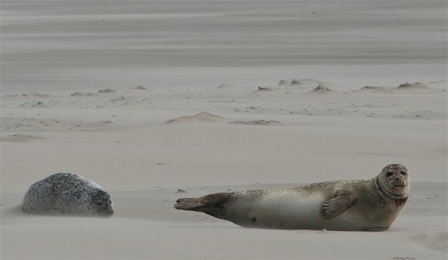 zeehonden spotten