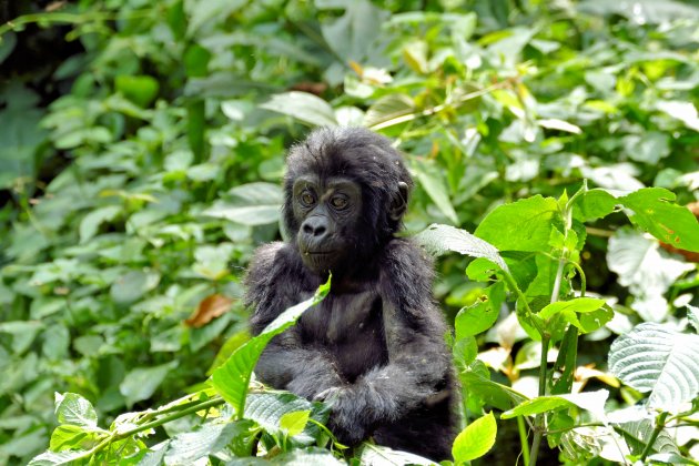 Baby gorilla