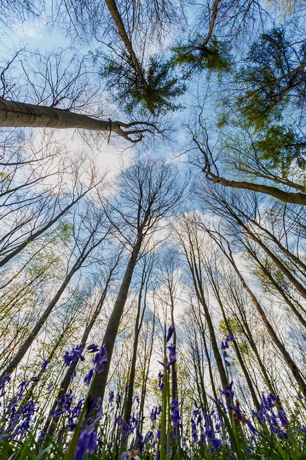 Hallerbos