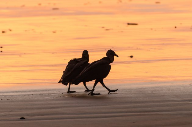 Op wandel langs het strand