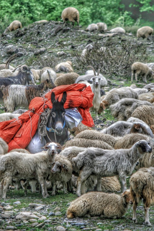 waken over de schapen