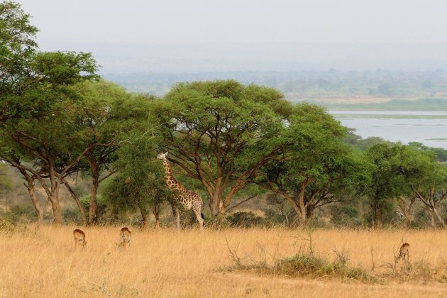 Murchison falls Nationaal park