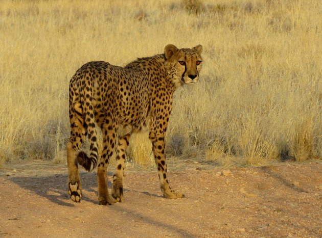 Cheeta in sunset