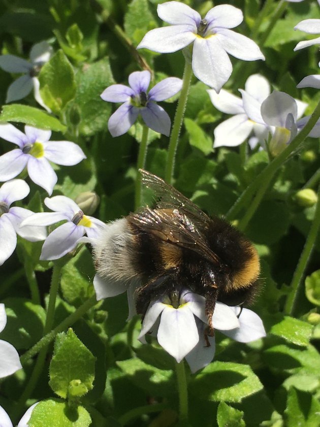 Rosmalen - Nederland - Hommel tussen de blauwe ster