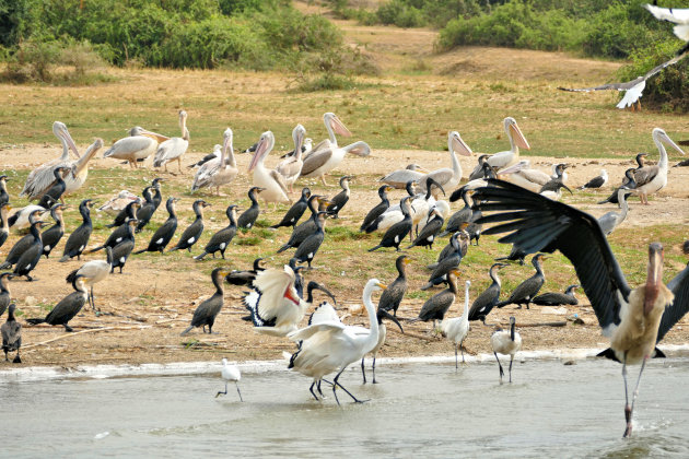 Vogels