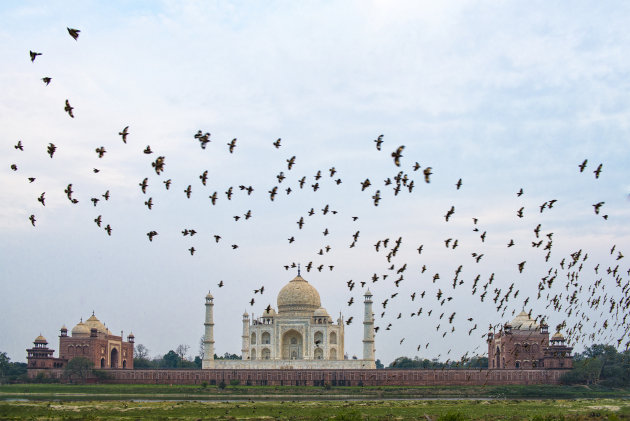 Vogels bij de Taj Mahal