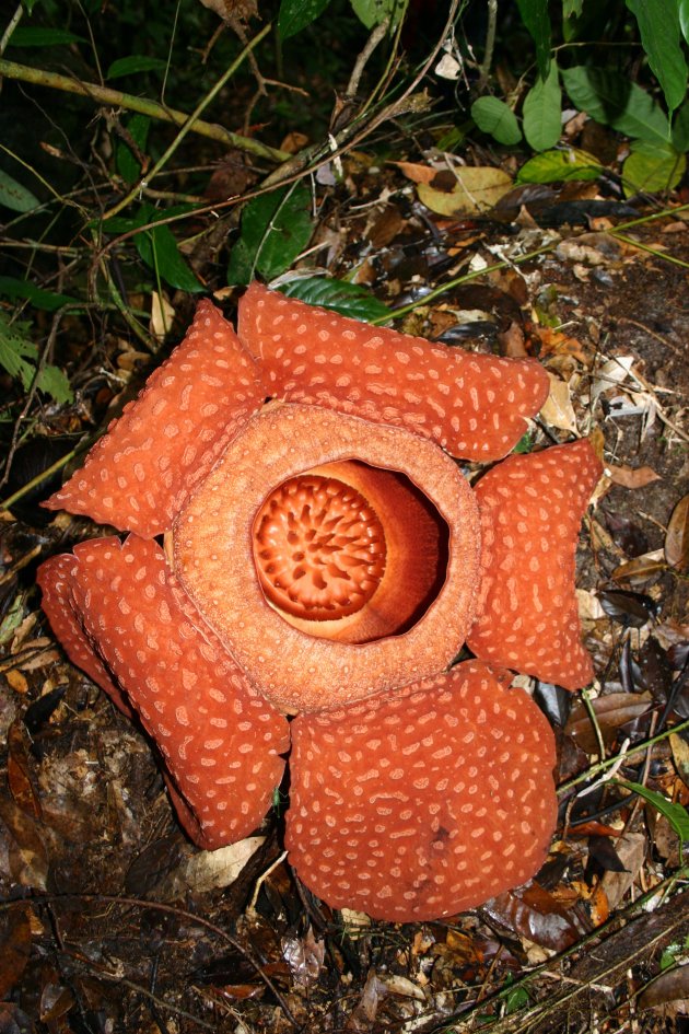 Rafflesia