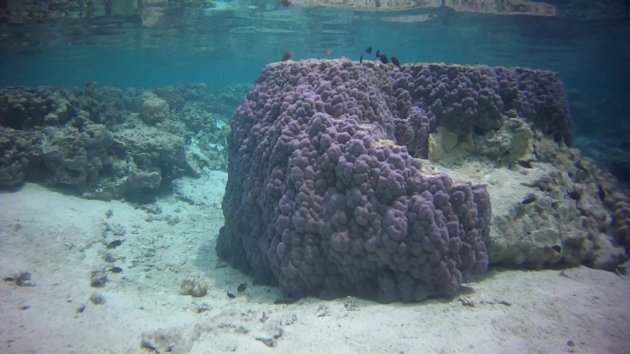 Onderwaterparadijs