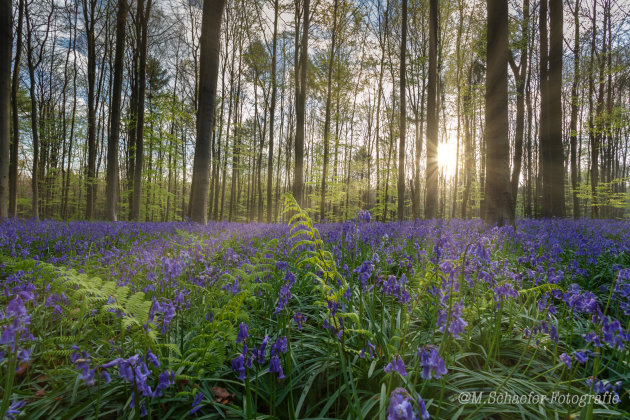 Hallerbos