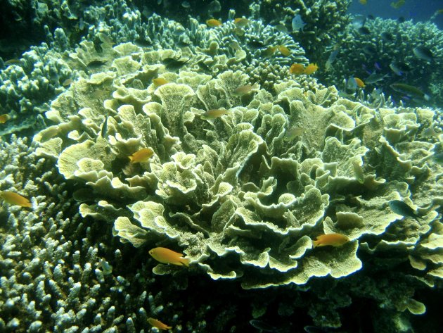Kunstig koraal