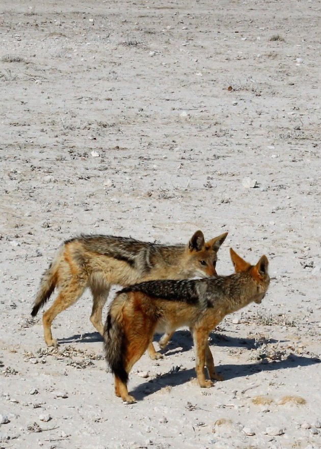 Blackbacked jackal