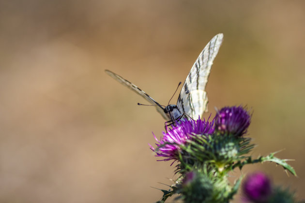 Distel met koningspage