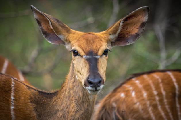 Een alerte nyala