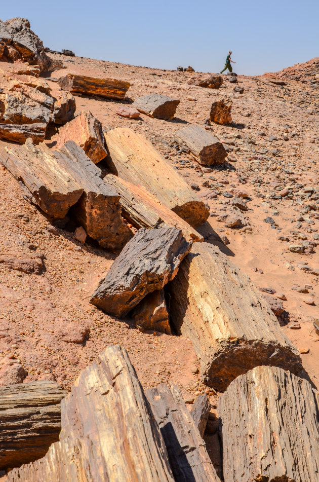 Petrified Forest