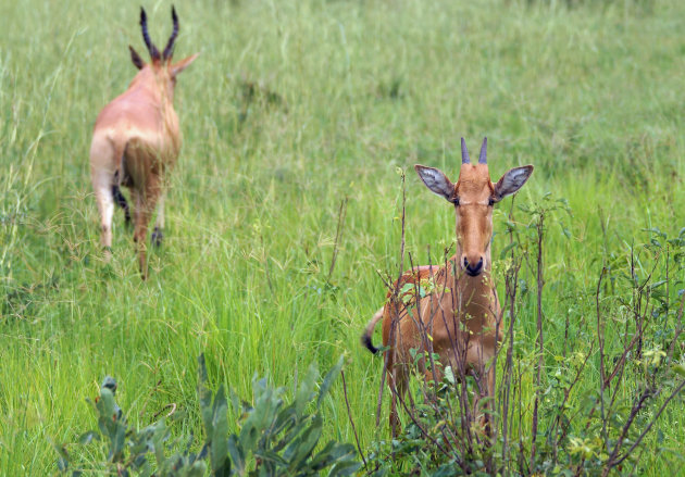 Bijzonder Hartebeest