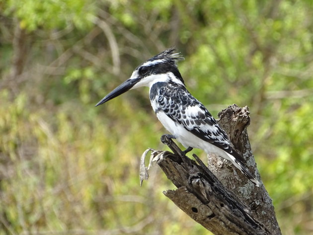 Bonte ijsvogel