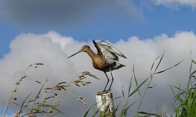 Grutto op Terschelling