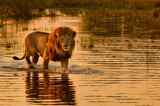 Leeuw in het water bij het eerste licht