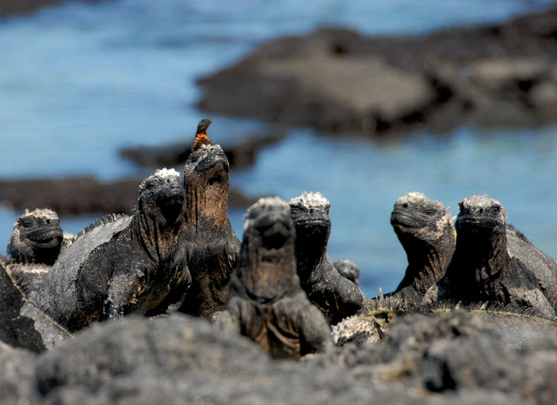 Lounging lizard