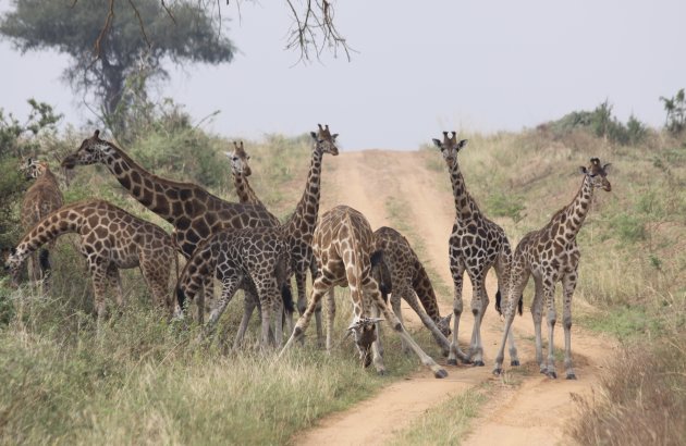 Murchison Falls NP