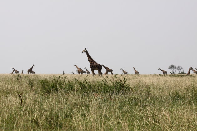 Murchison Falls NP (2)