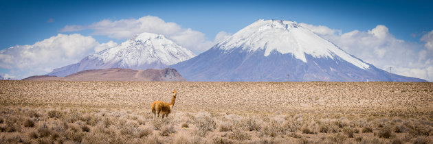 Eenzame vicuña in Lauca Nationaal Park